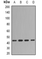Fibromodulin Rabbit Polyclonal Antibody