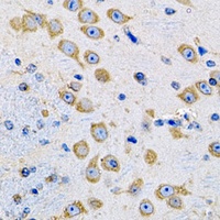 MsrA Antibody