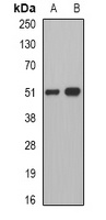 Pancreatic Lipase Rabbit Polyclonal Antibody