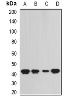 SEPHS1 Antibody