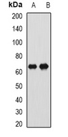 CTNNBL1 Antibody