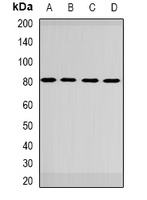 GBE1 Antibody