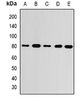 GMPS Rabbit Polyclonal Antibody