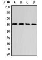 GPD2 Rabbit Polyclonal Antibody