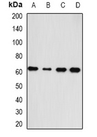 HAS3 Rabbit Polyclonal Antibody