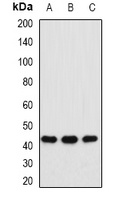 MAT1A Rabbit Polyclonal Antibody