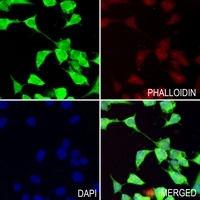 Monoglyceride Lipase Rabbit Polyclonal Antibody