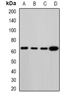 Melanophilin Rabbit Polyclonal Antibody