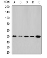 NFS1 Rabbit Polyclonal Antibody