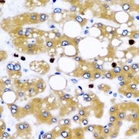 NFS1 Rabbit Polyclonal Antibody