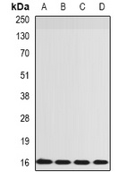 RPS14 Antibody
