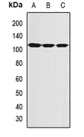 SBP-2 Rabbit Polyclonal Antibody