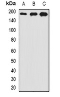 AP180 Rabbit Polyclonal Antibody