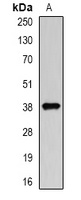 DCAF7 Antibody
