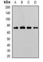 WDR48 Rabbit Polyclonal Antibody