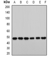 RbAp46 Rabbit Polyclonal Antibody