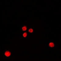 RbAp46 Rabbit Polyclonal Antibody