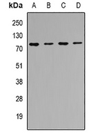 CIP4 Rabbit Polyclonal Antibody