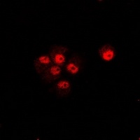 CIP4 Rabbit Polyclonal Antibody