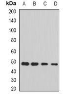 STAMBP Antibody