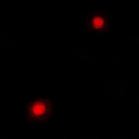 PC4 Rabbit Polyclonal Antibody