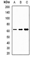BTNL2 Antibody
