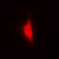 WBSCR22 Rabbit Polyclonal Antibody