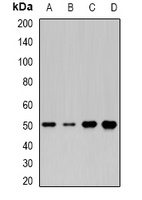 MOCS3 Antibody