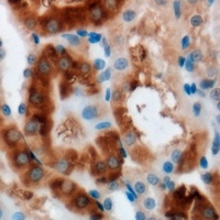 MOCS3 Antibody