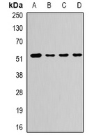 CaMK1 gamma Rabbit Polyclonal Antibody