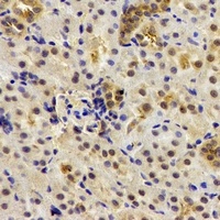 Deltex-2 Antibody