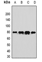 TUG Rabbit Polyclonal Antibody
