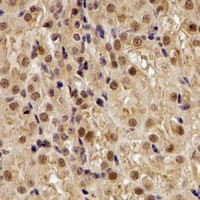 TUG Rabbit Polyclonal Antibody