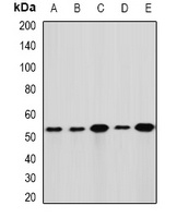 GLUD1 Rabbit Polyclonal Antibody