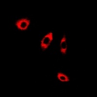 ANXA8L2 Rabbit Polyclonal Antibody