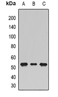 SHMT1 Rabbit Polyclonal Antibody