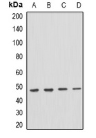 PSTPIP1 Antibody