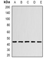 CHRFAM7A Rabbit Polyclonal Antibody