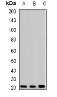 H-Ras Antibody