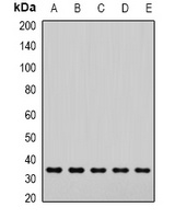 SNAP-alpha Rabbit Polyclonal Antibody