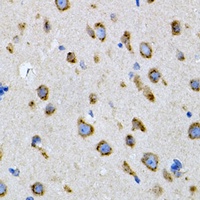SNAP-alpha Rabbit Polyclonal Antibody