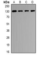 USP25 Rabbit Polyclonal Antibody
