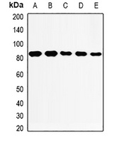 THOC1 Rabbit Polyclonal Antibody