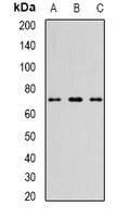 TTLL12 Rabbit Polyclonal Antibody