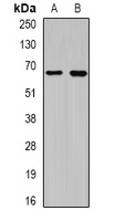 CEP57L1 Antibody