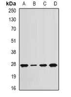 ANAPC10 Antibody