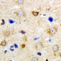 GrpEL2 Antibody