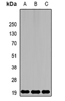 MsrB2 Antibody