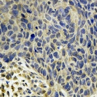 MsrB2 Antibody