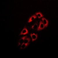 ADH5 Rabbit Polyclonal Antibody